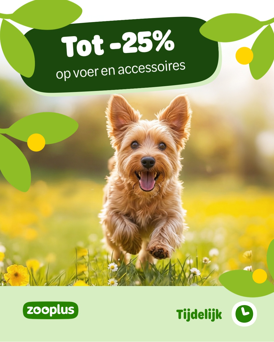 zooplus Facebook ad
