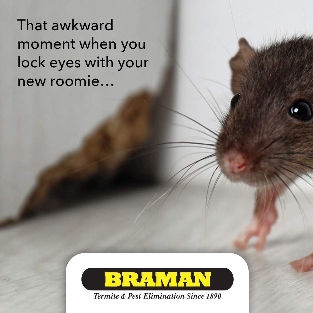 Braman Termite & Pest Elimination Facebook ad: With our effective MultiPest Plan, there’s no question…