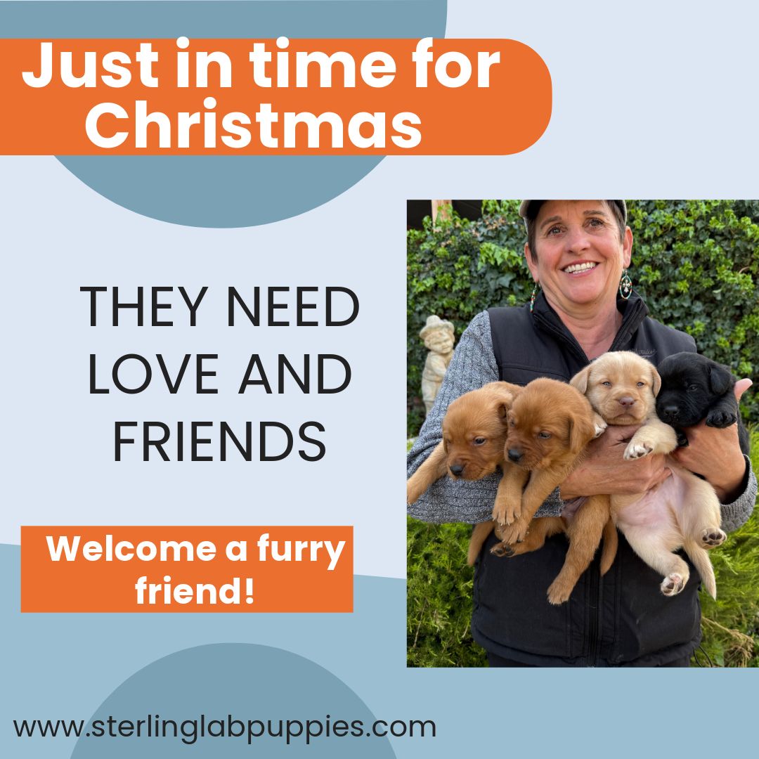 Sterling Labradors Facebook ad