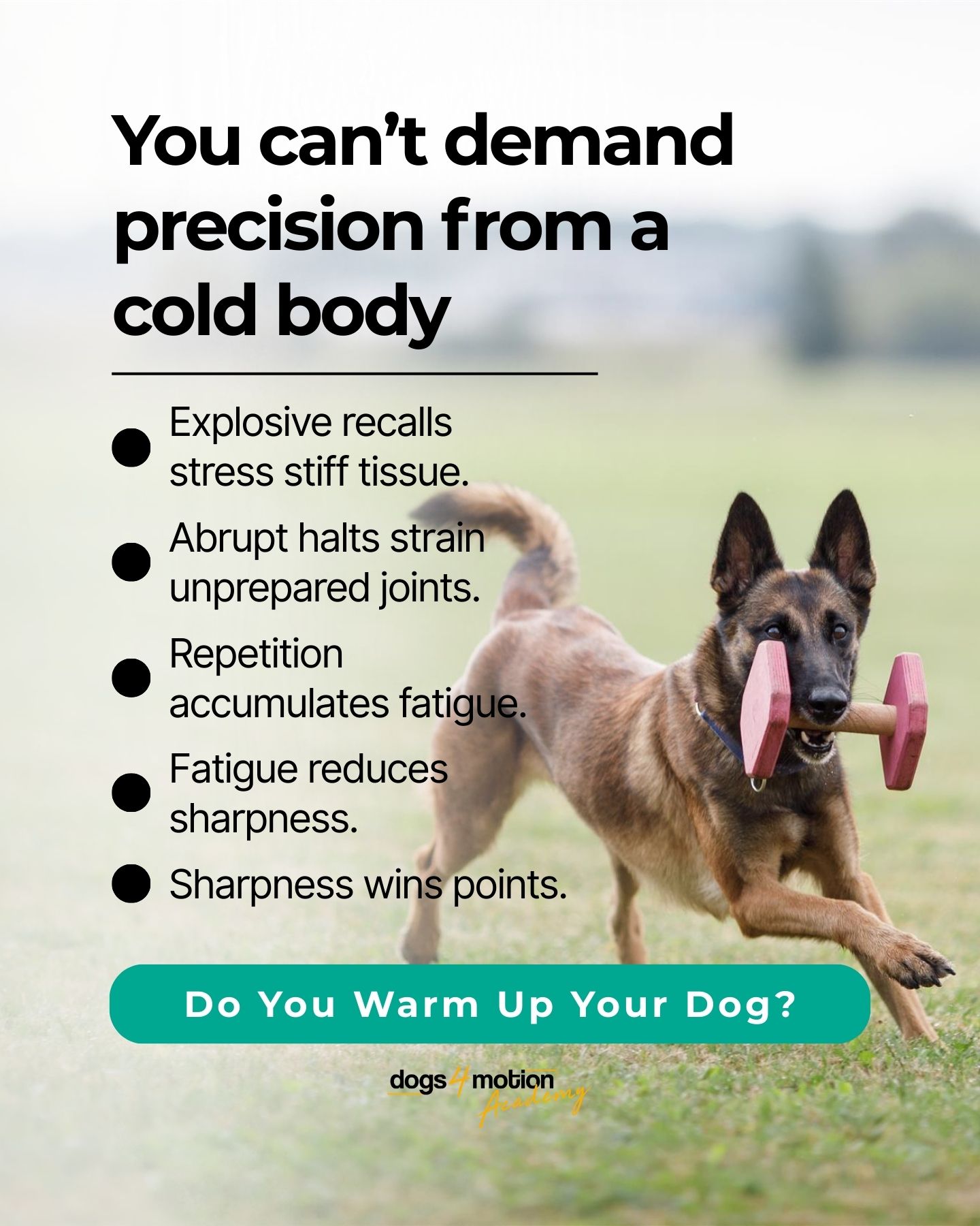 Dogs4motion Academy for active dogs Facebook ad