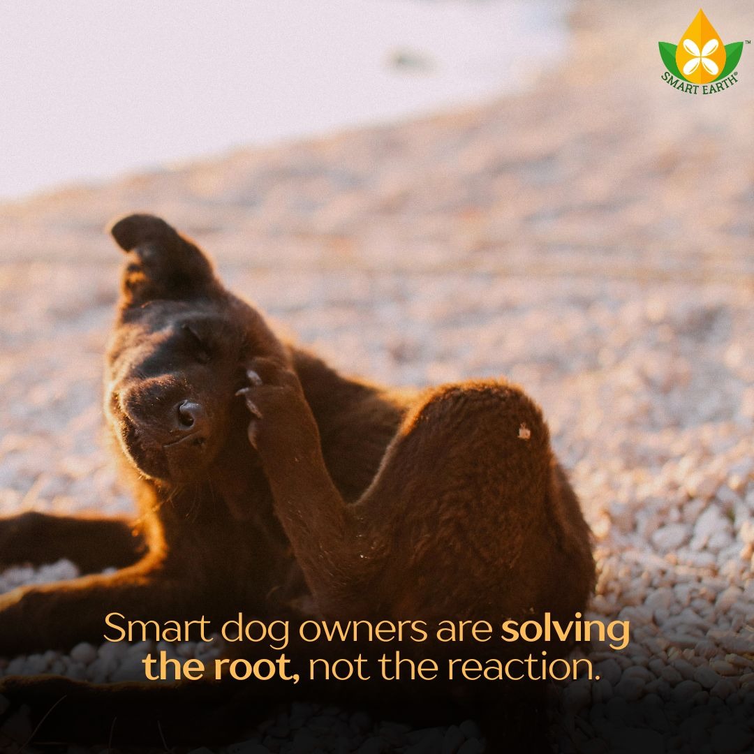 Smart Earth Camelina - USA Facebook ad