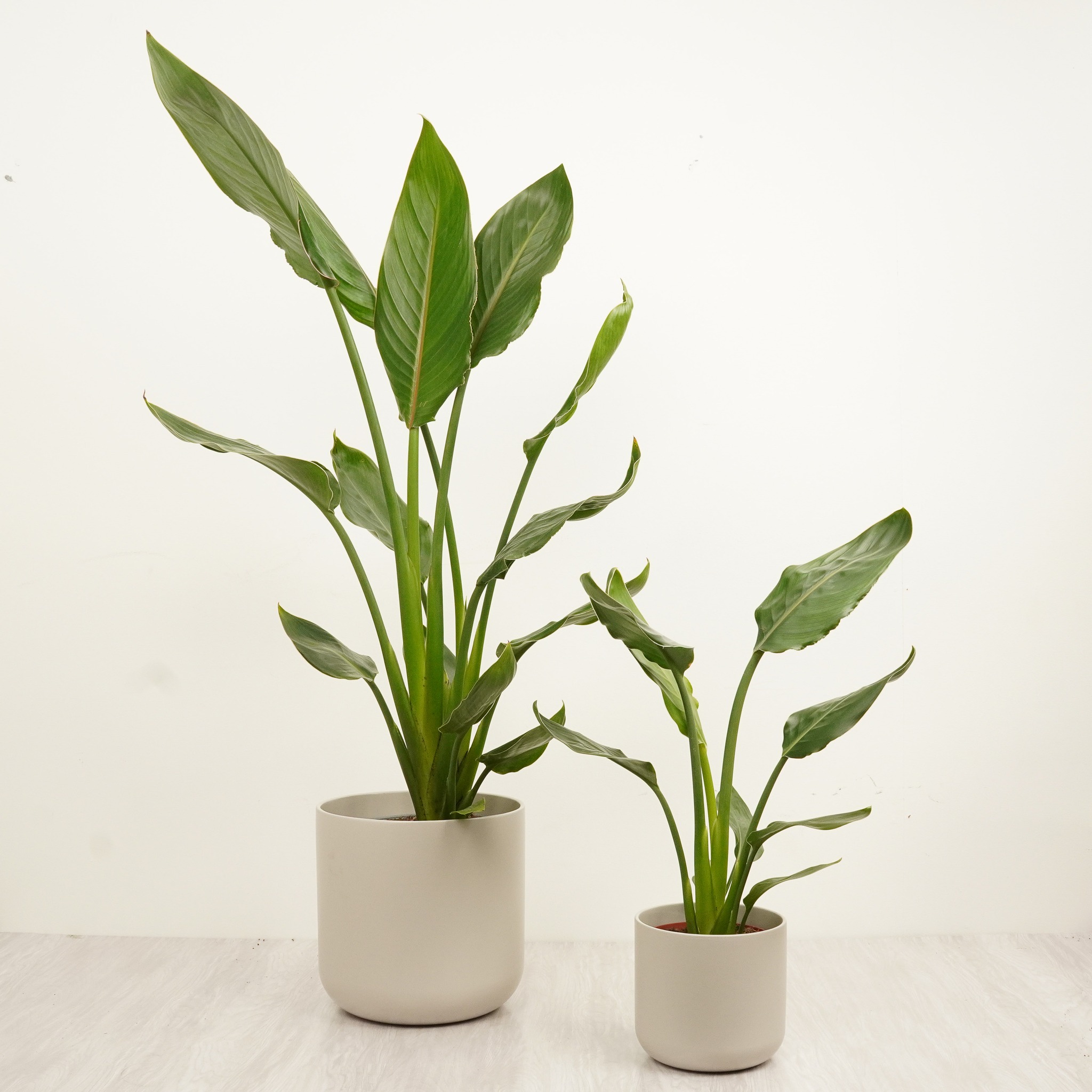 Houseplant.co.uk Facebook ad: Quality Houseplants Fast Delivery