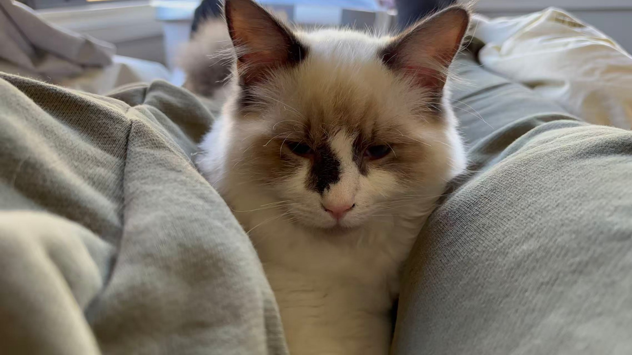 Pawganic NZ Facebook ad: The 5,000-Day Litter Box Problem.