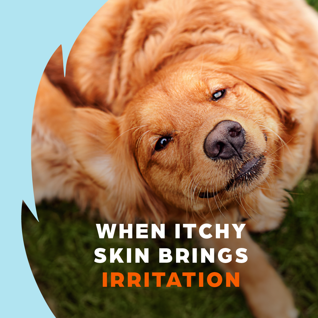 Zoetis Pets Facebook ad: For all the comfort they bring, give your…