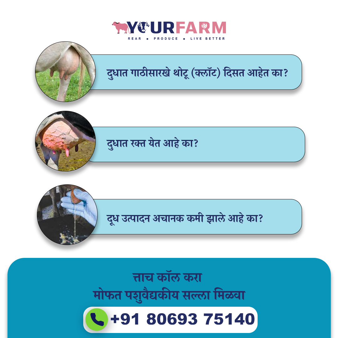 YourFarm AgriTech - दुग्धव्यवसायातून समृद्धी Facebook ad: स्तनदाहावर घरगुती उपाय