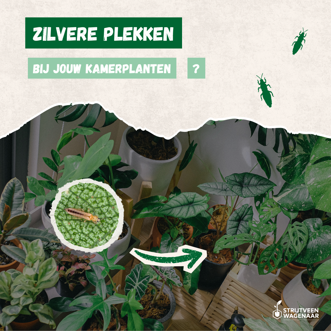 Aaltjes Tegen Ongedierte Facebook ad: Last van zilverachtige vlekjes op je kamerplant?