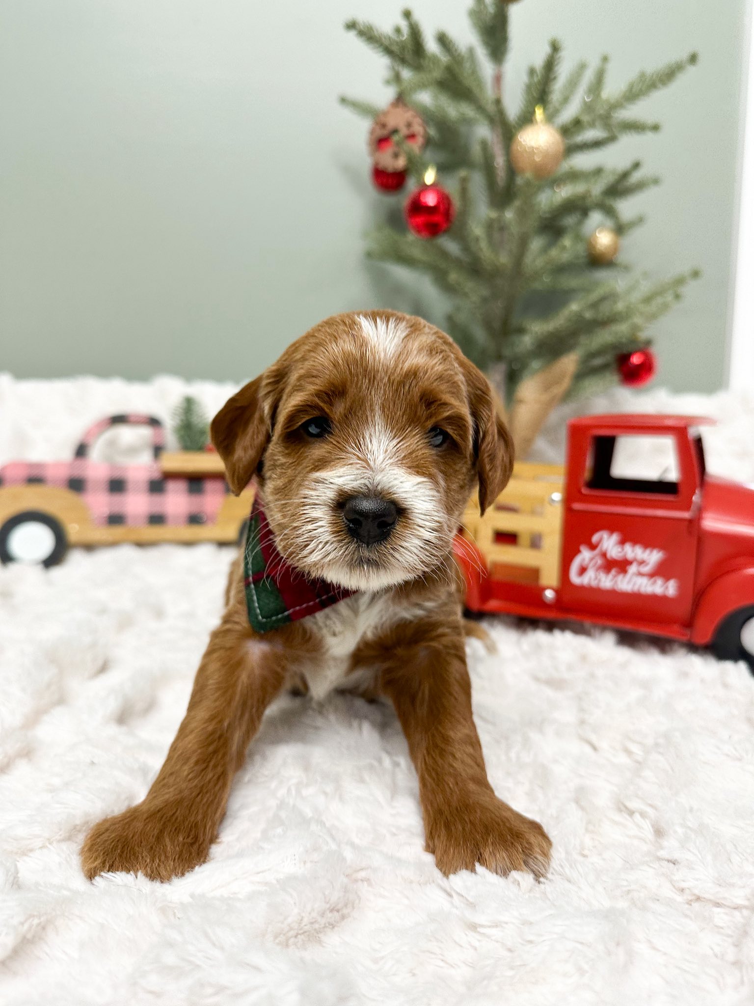 Dawson's Royal Companions Facebook ad: Dawson's Royal Companions in Ohio | Goldendoodle and…