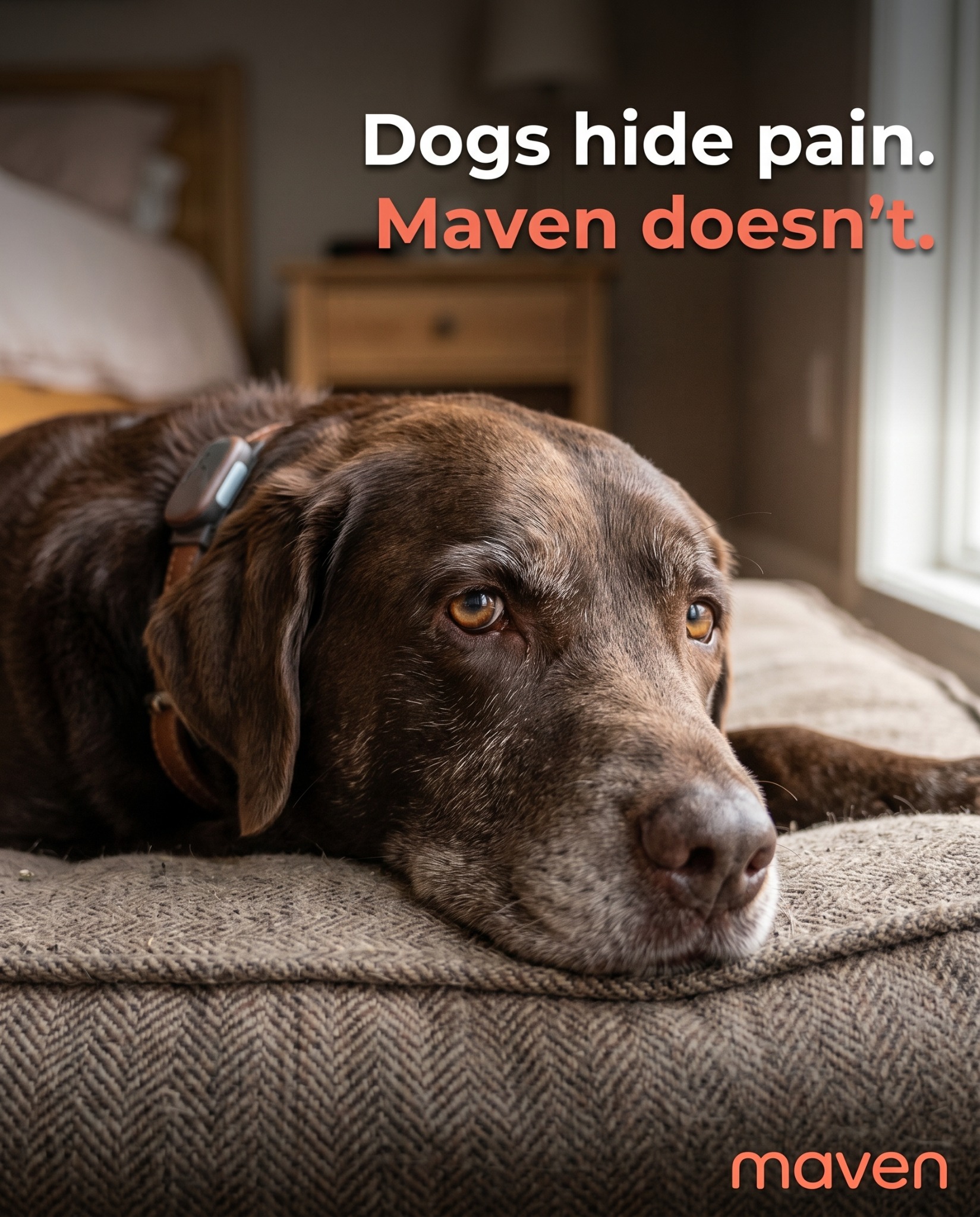Maven Pet Facebook ad
