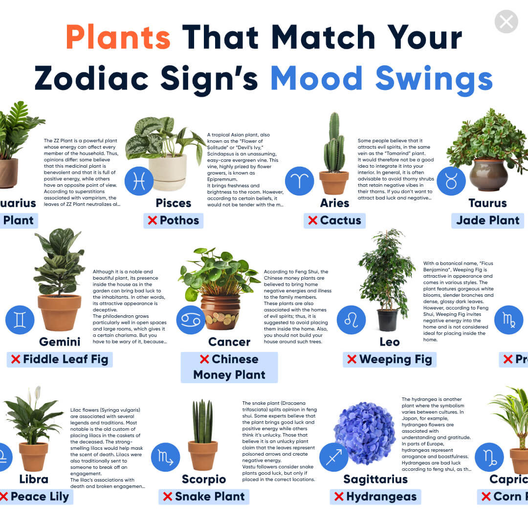 Chloe Bennett - Indoor Jungle Facebook ad: Take a Quiz Now!