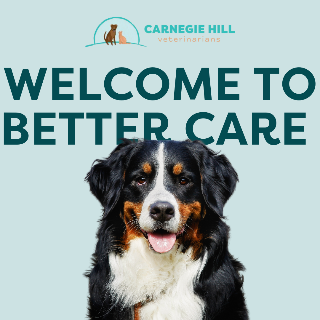 Carnegie Hill Veterinarians Facebook ad