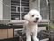 Pawsitive Pet Grooming