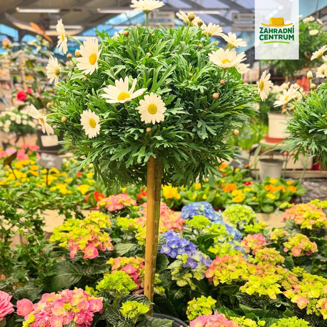 Zahradní centrum pod kloboukem Facebook ad: Willkommen im Gartenzentrum unter dem Hut - Oase…