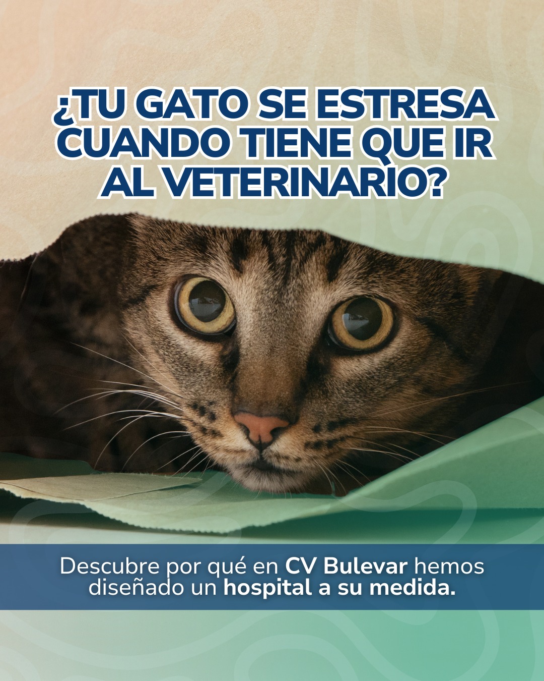 Veterinaria Bulevar Facebook ad: Tu gato merece un espacio donde su calma…