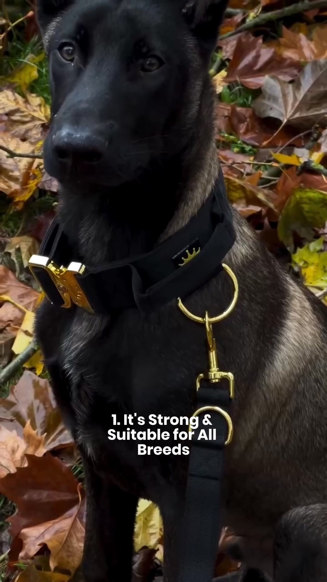 REGAL DOG Facebook ad: Get your dog looking Regal in no time