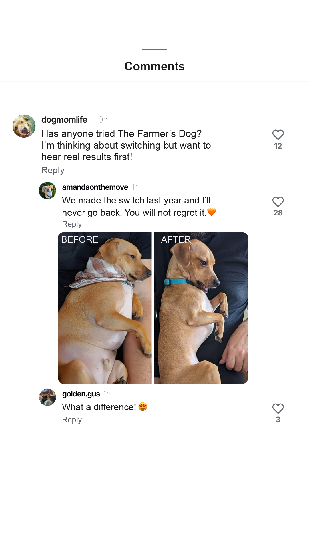 Dog Wellness Dispatch Facebook ad