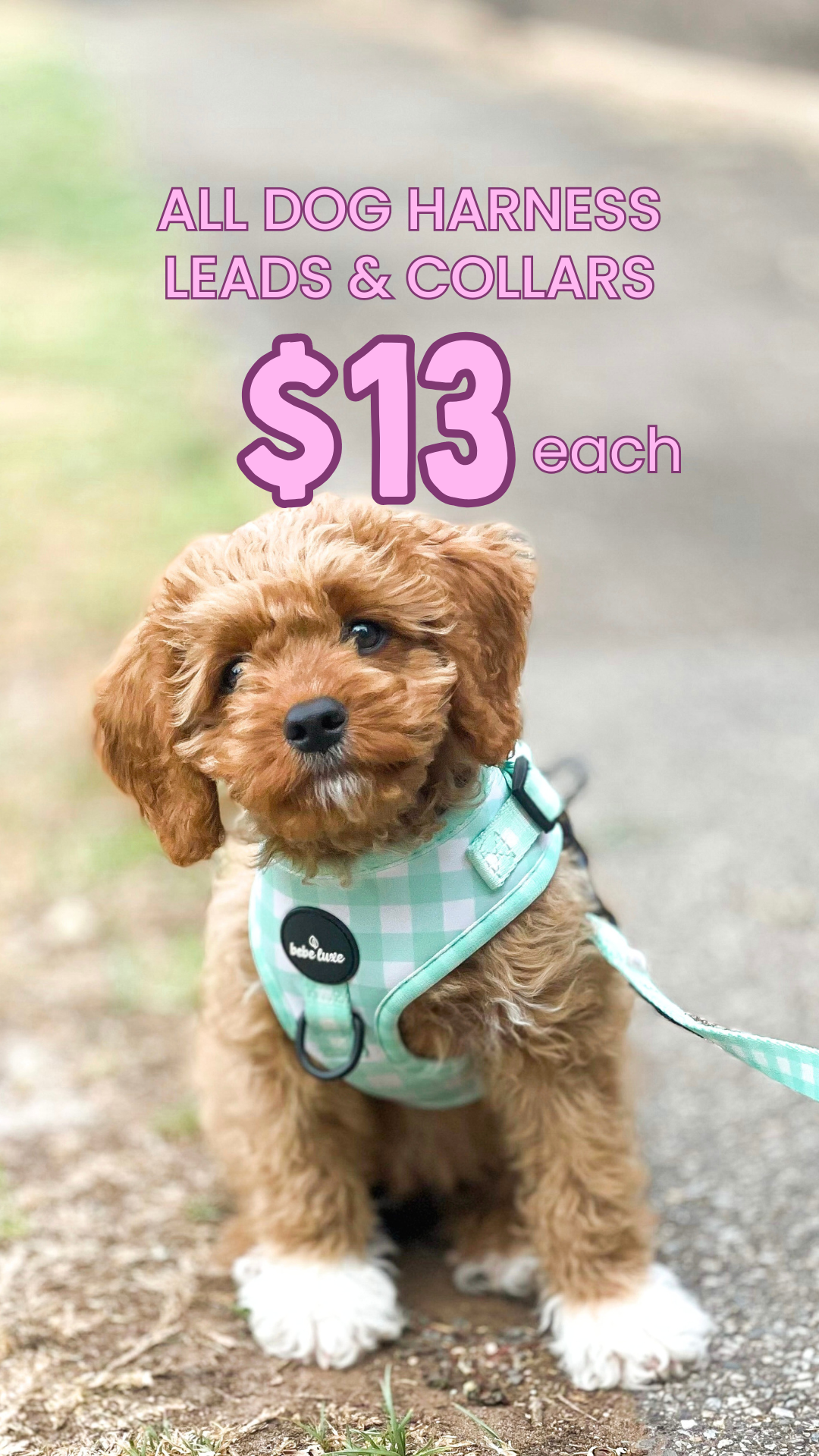 Bebe luxe Facebook ad: All Dog Accessories Just $13 Each