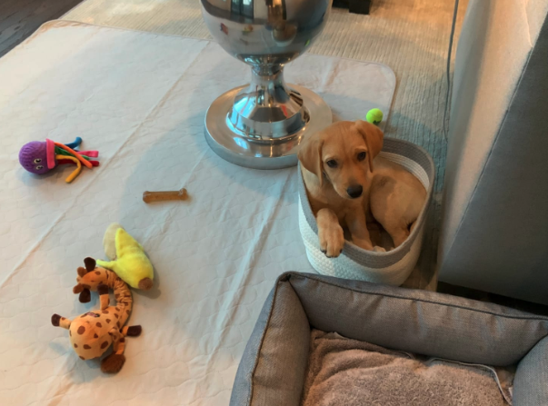 Potty Buddy Facebook ad