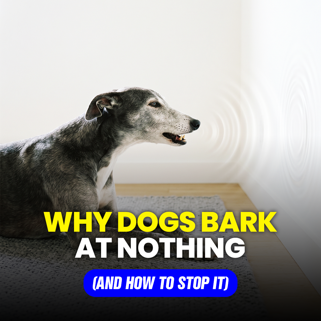 Mike James Dog Training Facebook ad