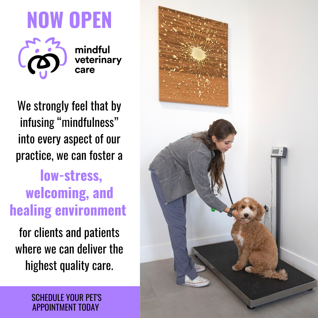 Mindful Veterinary Care- Lake Worth, FL Facebook ad: Now Open, Appointments Available!