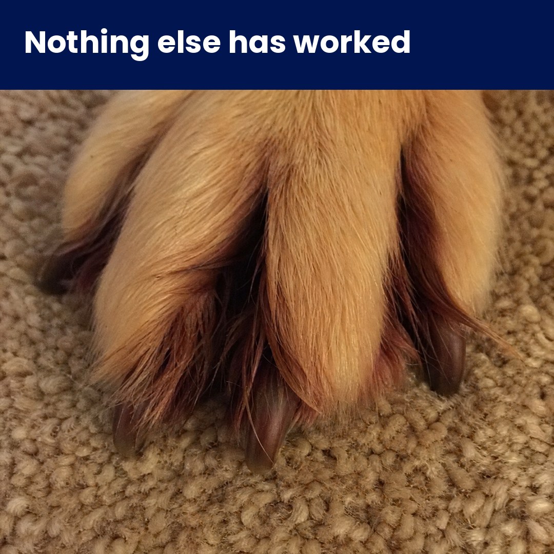 Amber Monroe Facebook ad: If your dog's allergies never end, read this
