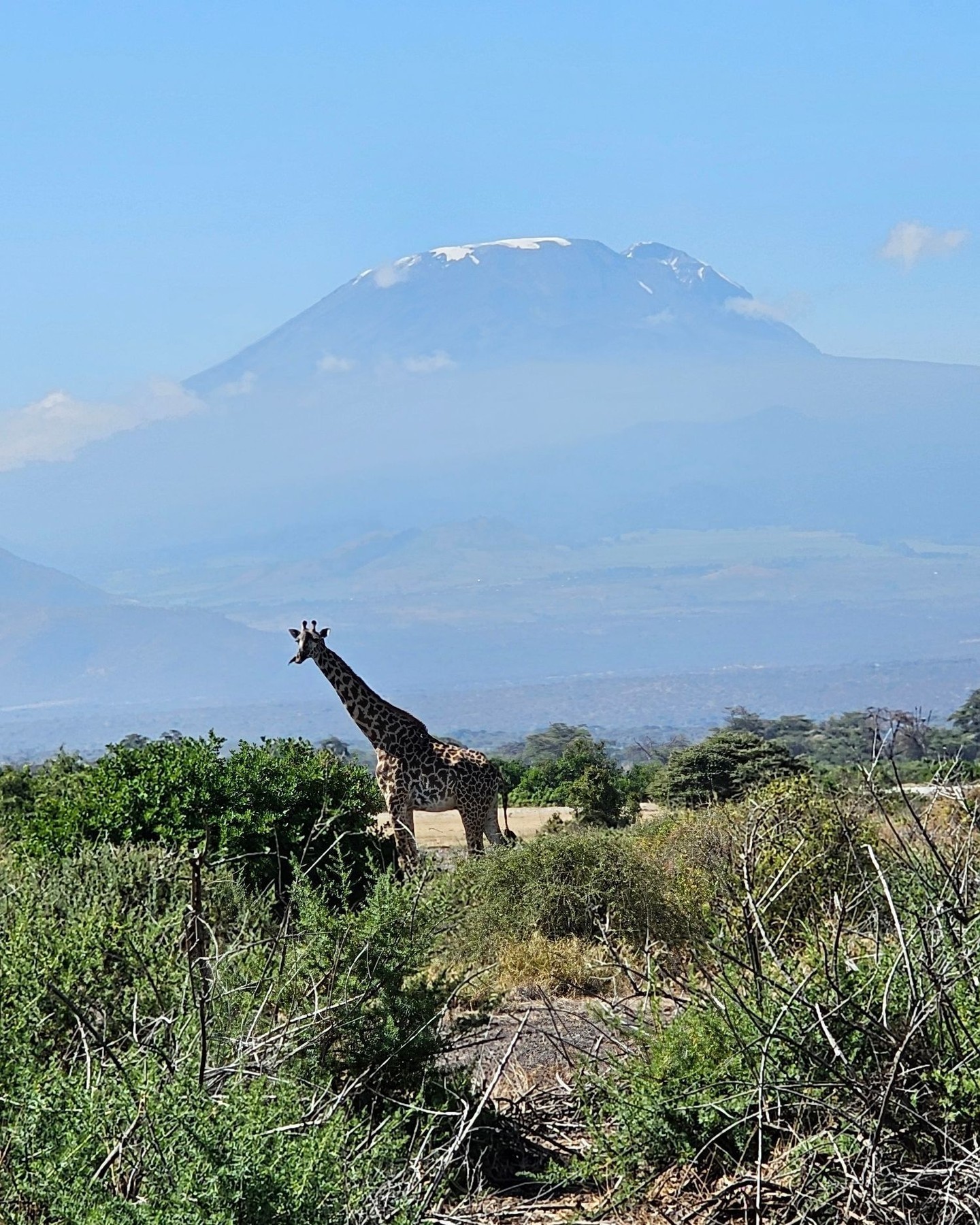Wayne Simpson Photography Facebook ad: Giraffe and Mt.