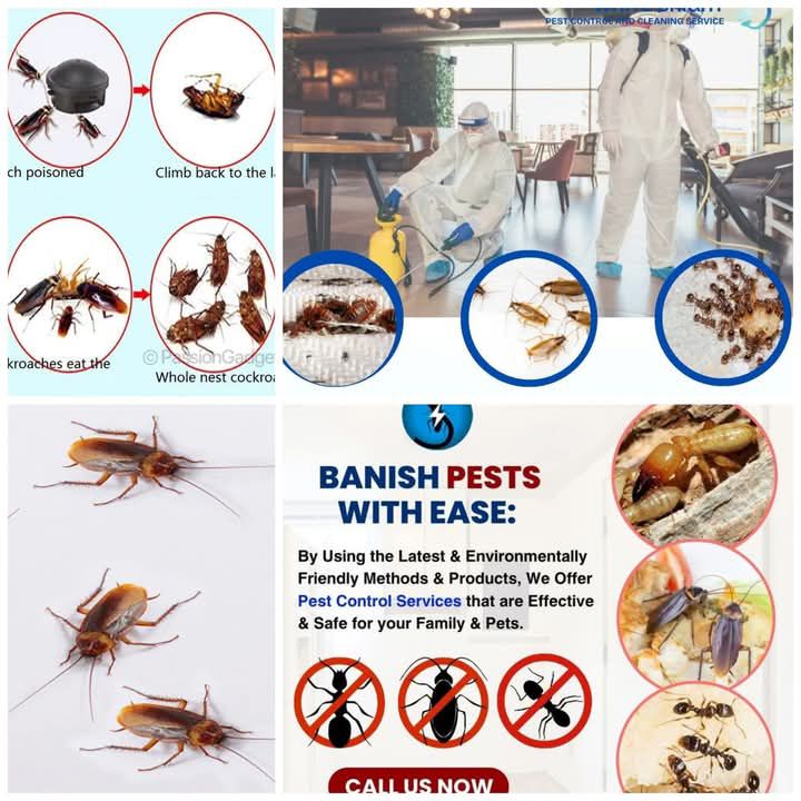 Al Nahda Pest control service Facebook ad: https://wa.me/message/YIAMXSSW2NXNL1