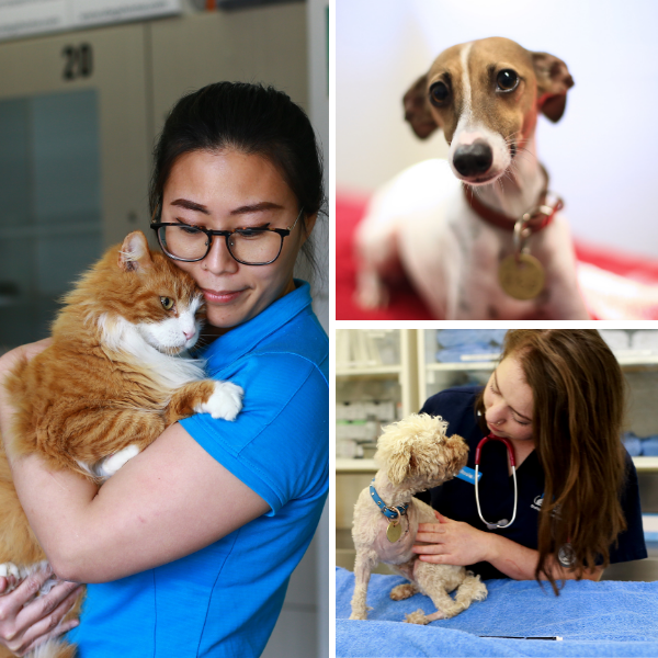 The Lost Dogs' Home Facebook ad: Let your love of animals live on