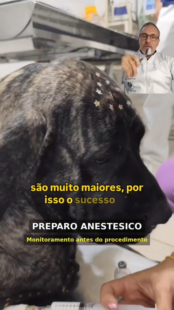 Dsacxz Facebook ad: Dora, Fila Brasileiro, 68kg, ruptura do ligamento cruzado…