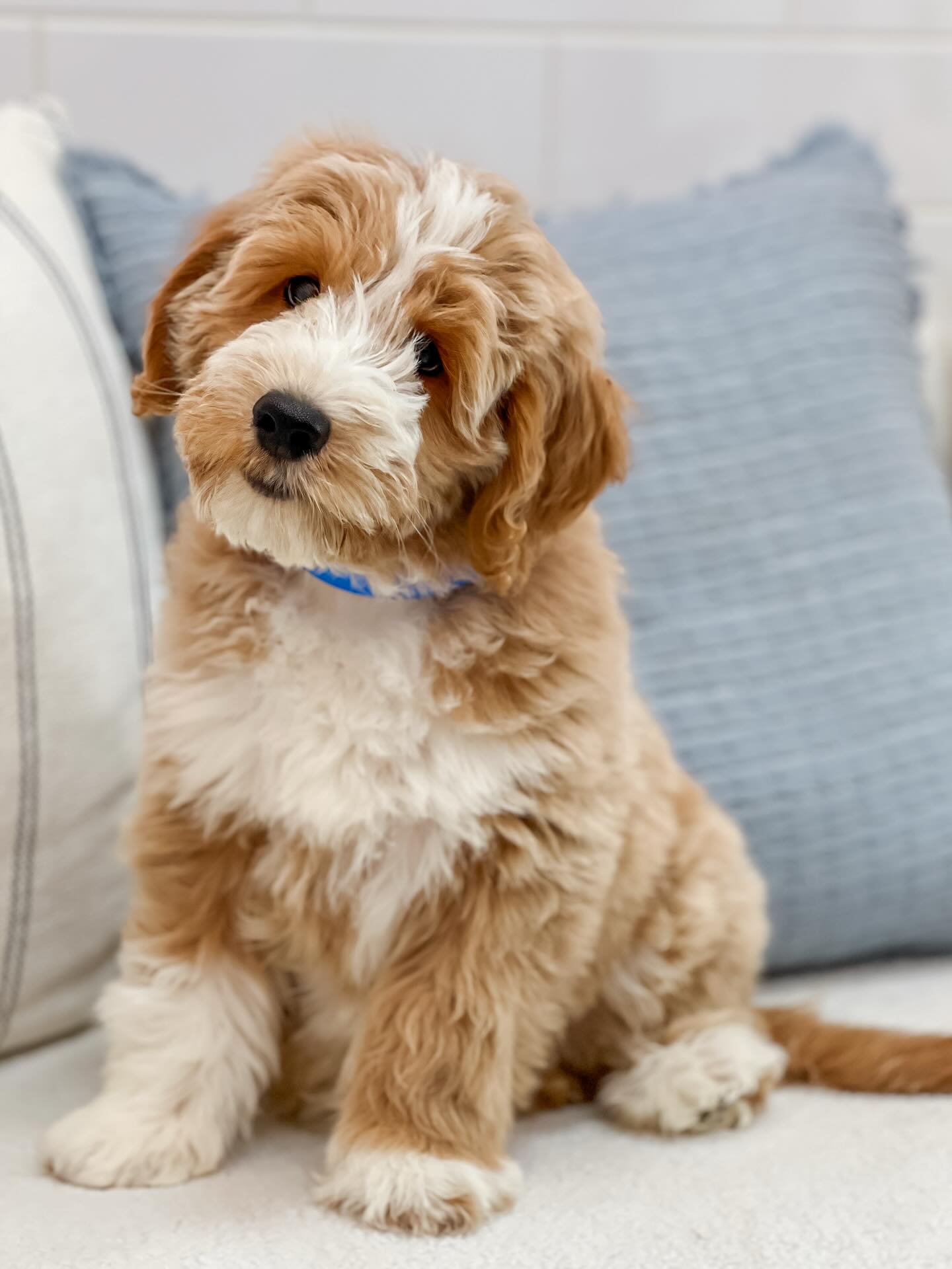 Smeraglia's Teddy Bear Goldendoodles & Schnoodles Facebook ad