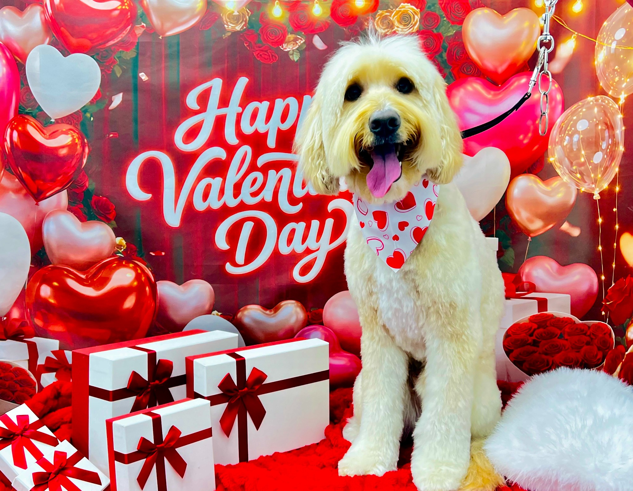 Diva Doggies Facebook ad