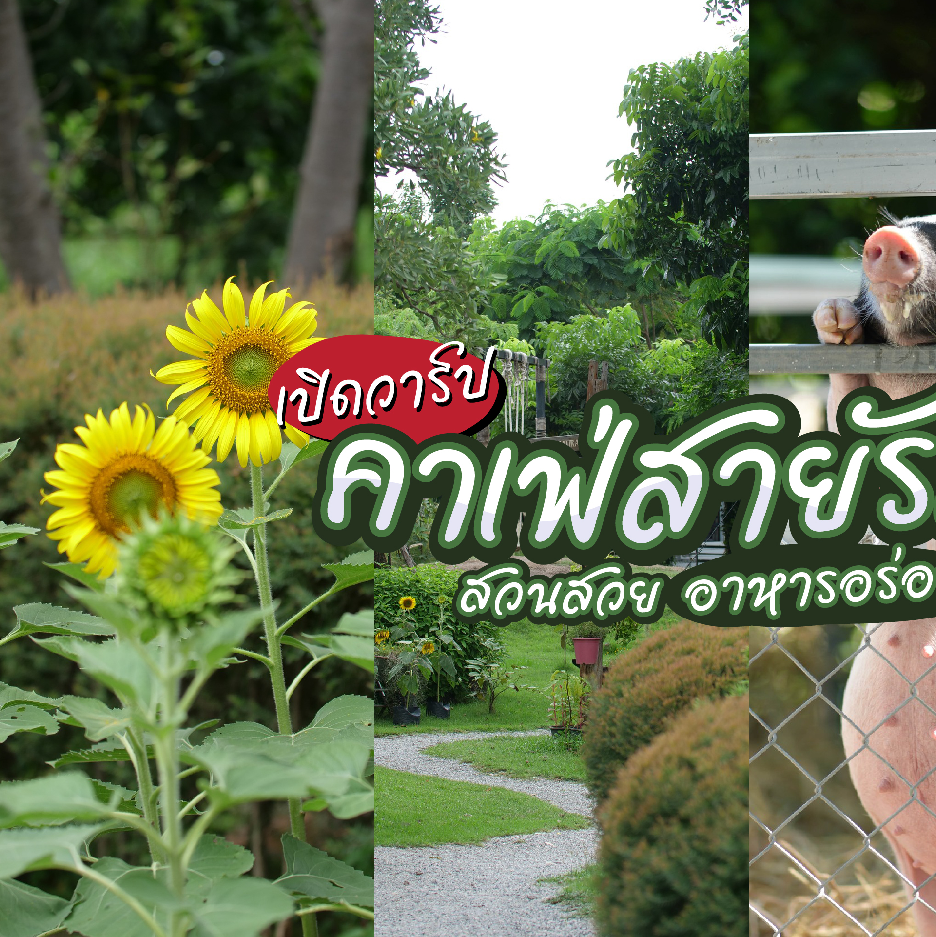 Chill out: Farm & Cafe Facebook ad: สายชิลล์ห้ามพลาด คาเฟ่สำหรับคนรักธรรมชาติ จัดเต็มทั้งอาหาร…