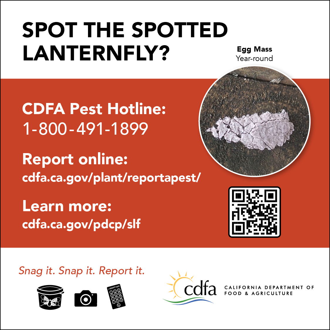 CDFA Pierce's Disease / Glassy-winged Sharpshooter Board Facebook ad: See it? Report it!