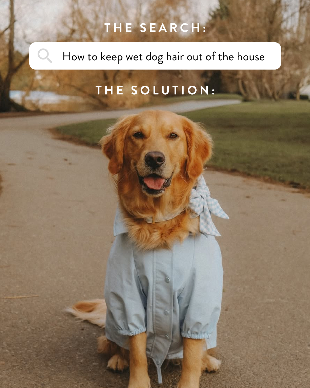 The Foggy Dog Facebook ad
