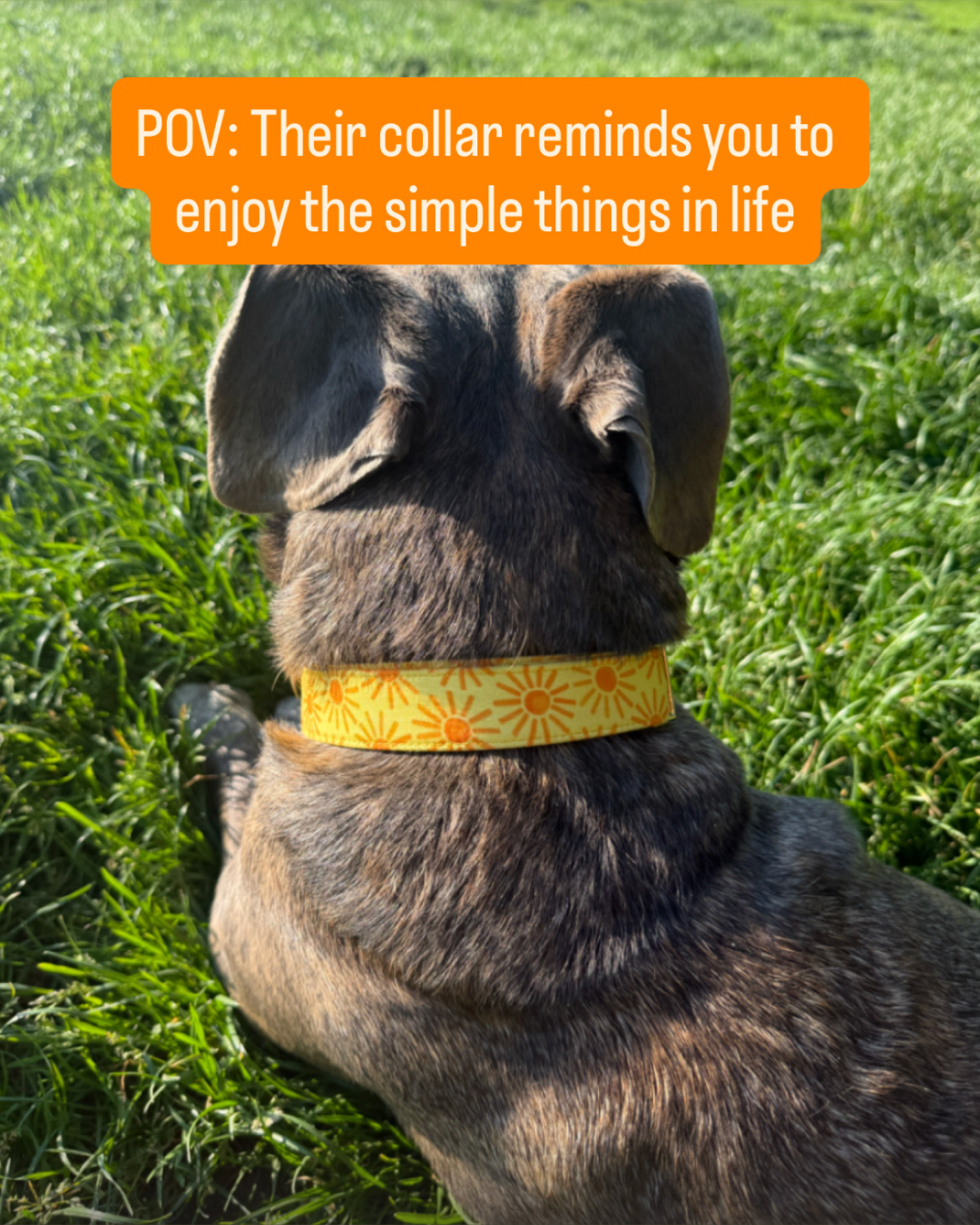 The Foggy Dog Facebook ad