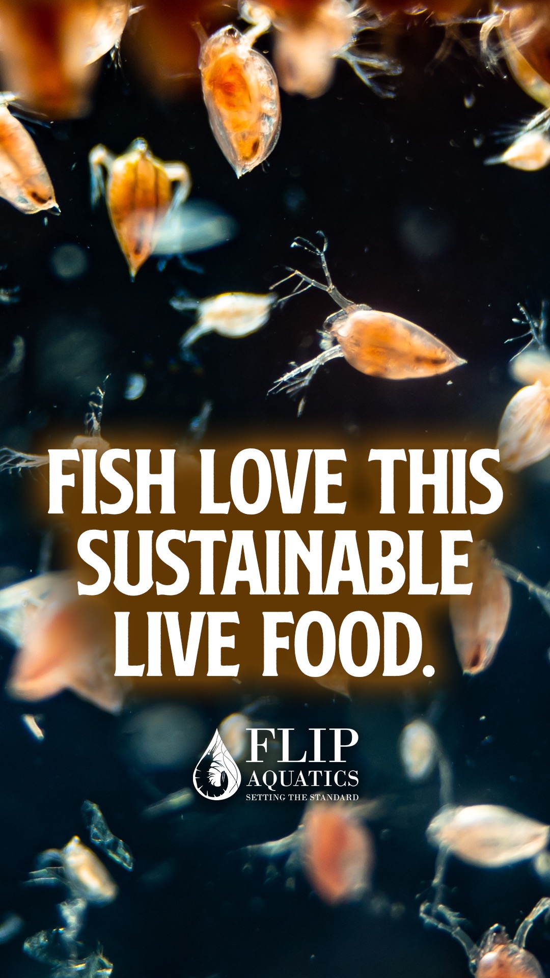 Flip Aquatics Facebook ad