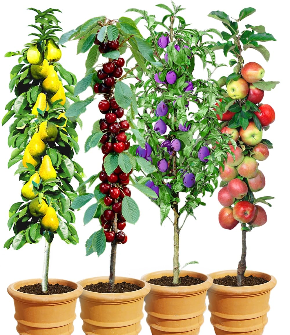 BALDUR-Garten Facebook ad
