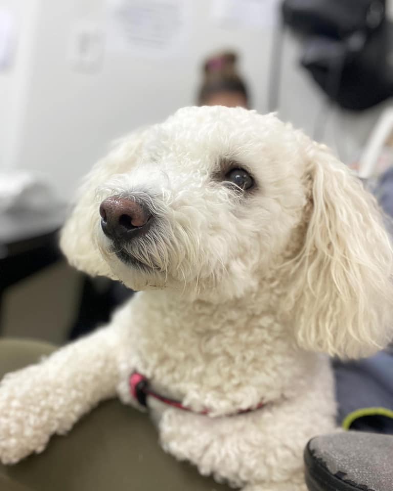 Boundary Animal Hospital Facebook ad: Your Pet Health & Dental Care Centre