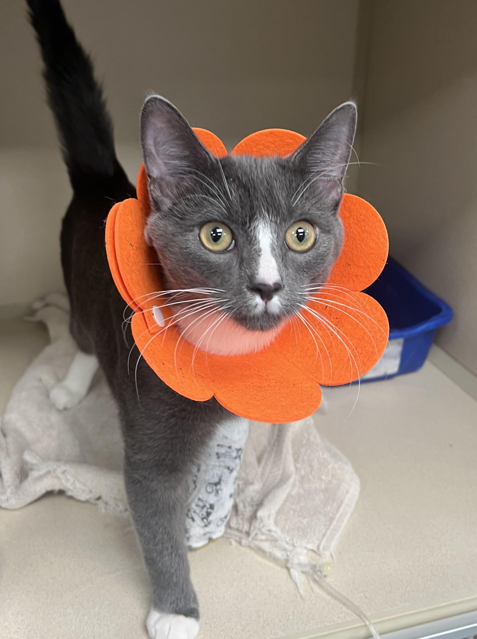 Swan Harbor Animal Hospital Facebook ad: We Can See Your Pet Today, No Appointment Needed