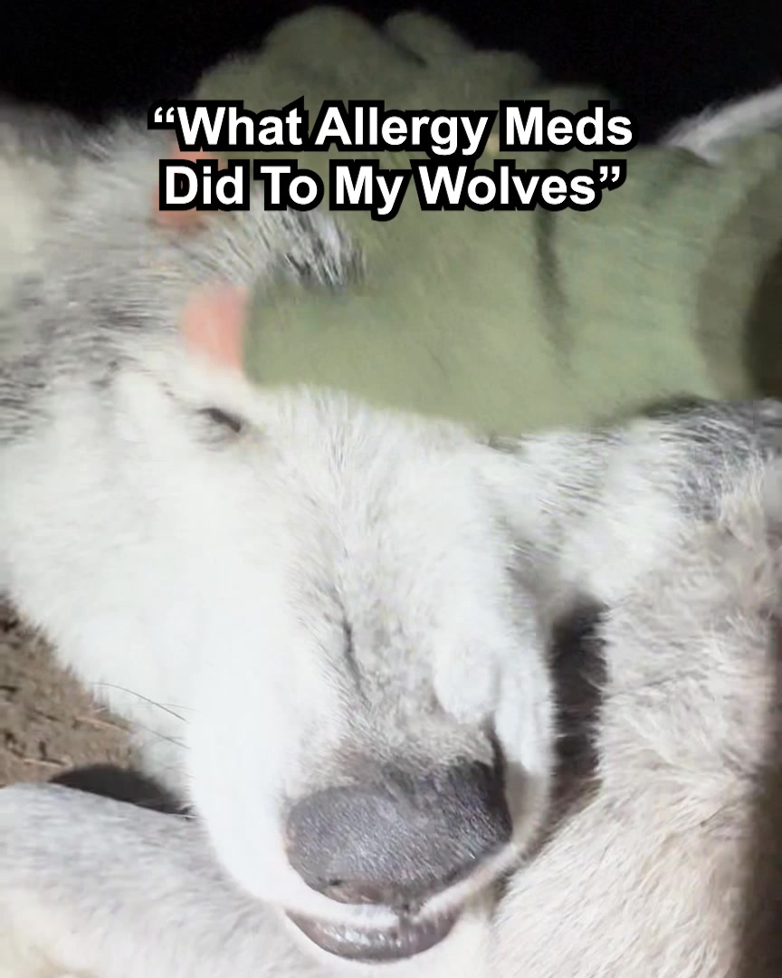 The Downtown Aly Facebook ad: What Allergy Meds Did To My Wolves