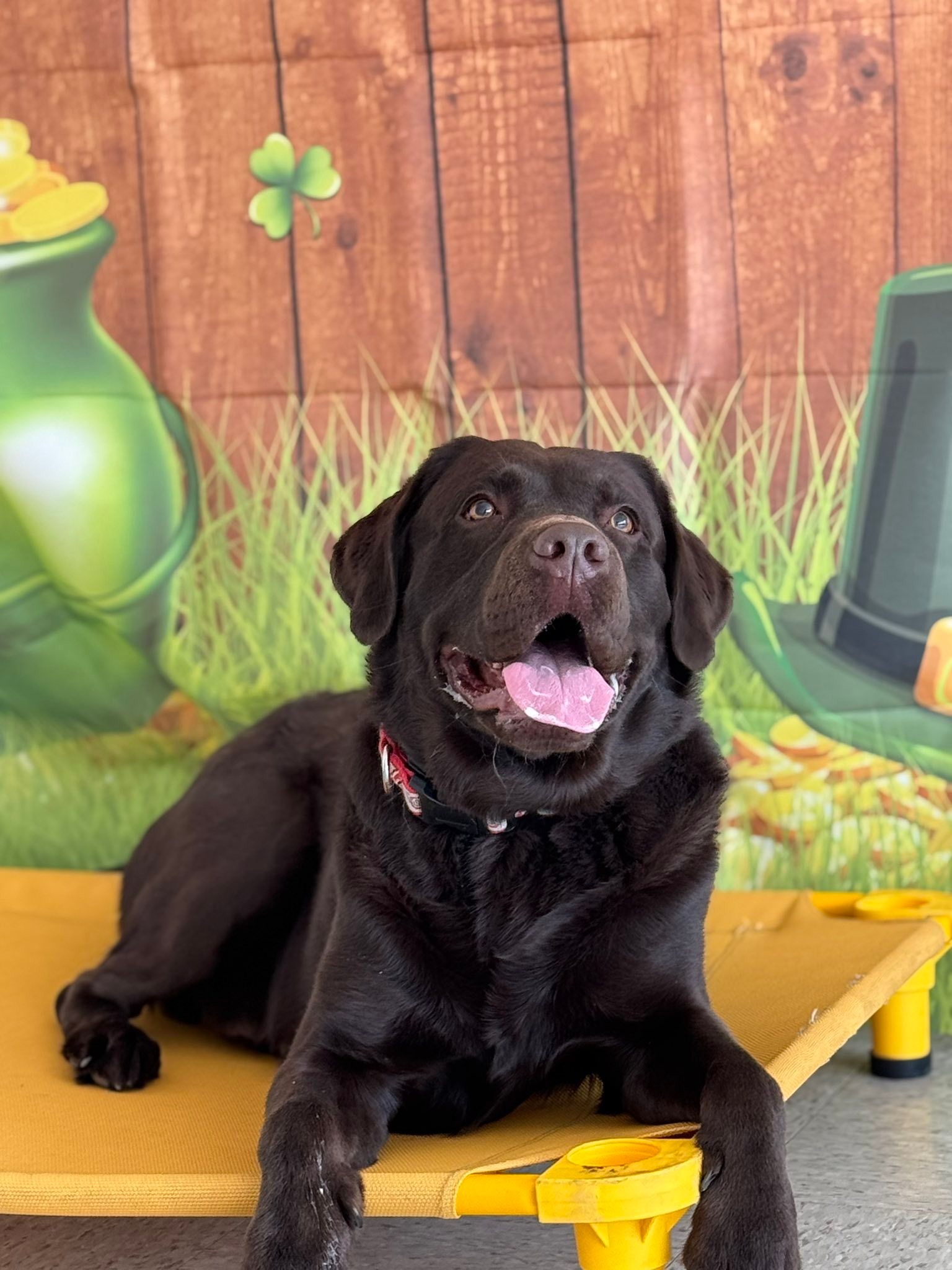 Patterson K9 Academy Facebook ad: Need Dog Training?
