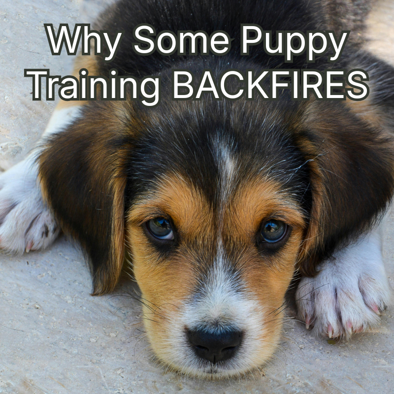 Happy Dogs Academy Facebook ad: Raise a Well-Behaved Puppy Faster