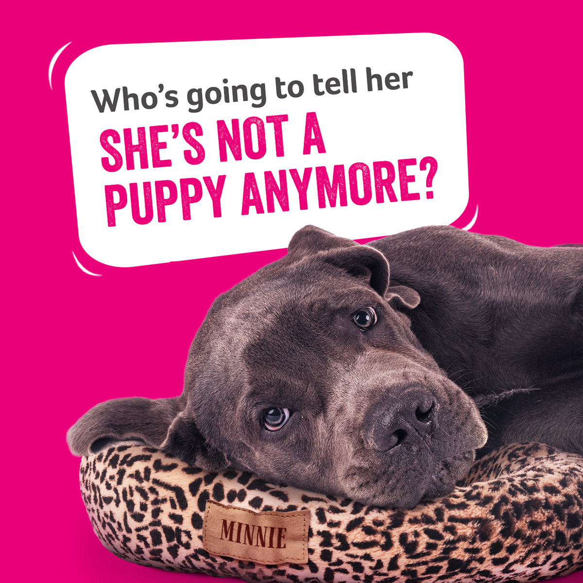 Animal Friends Pet Insurance Facebook ad