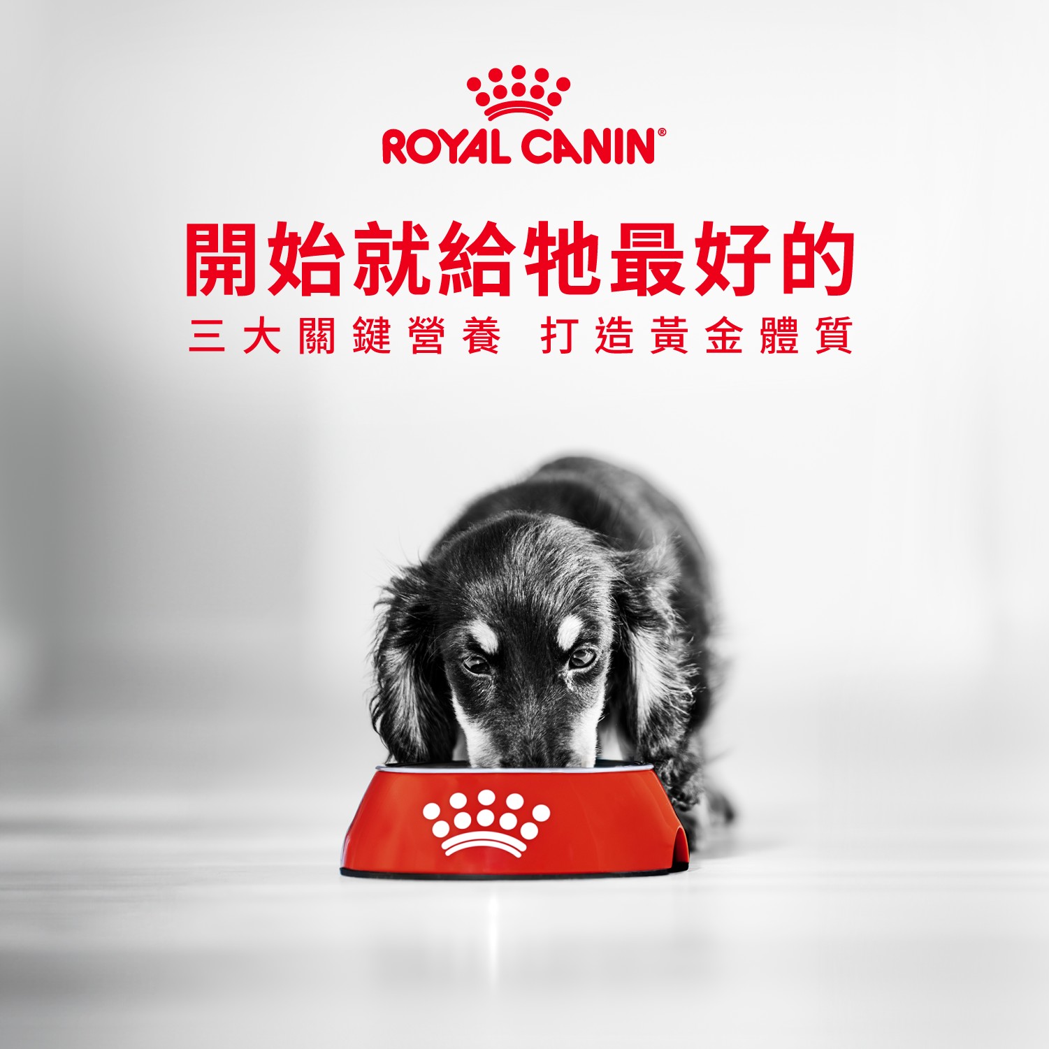 Royal Canin TW Facebook ad: 法國皇家來迎新囉！