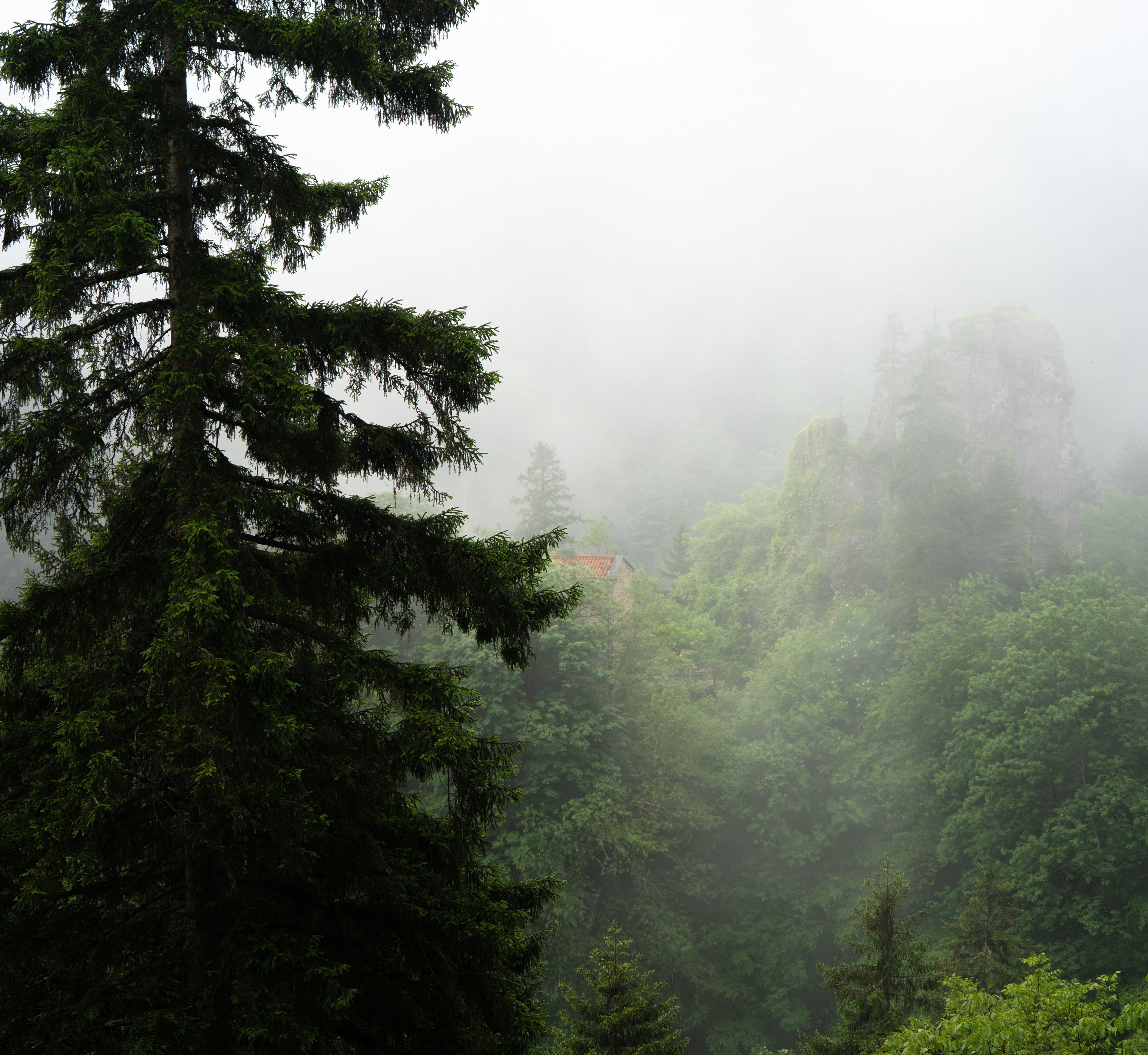Taner Doger Photography Facebook ad: Foggy Forest in Trabzon
