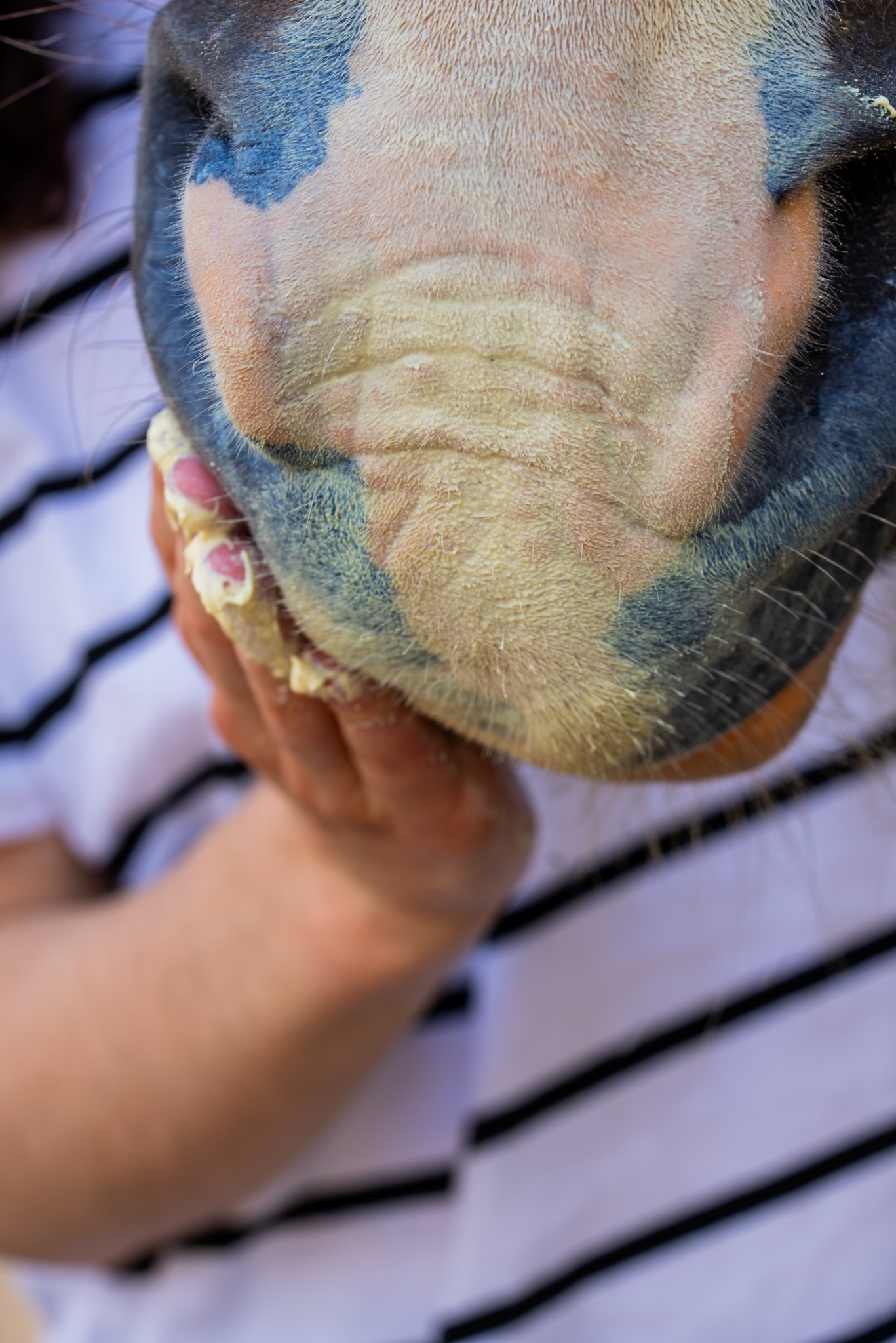 Cura naturale Facebook ad: Formulé pour la peau du cheval