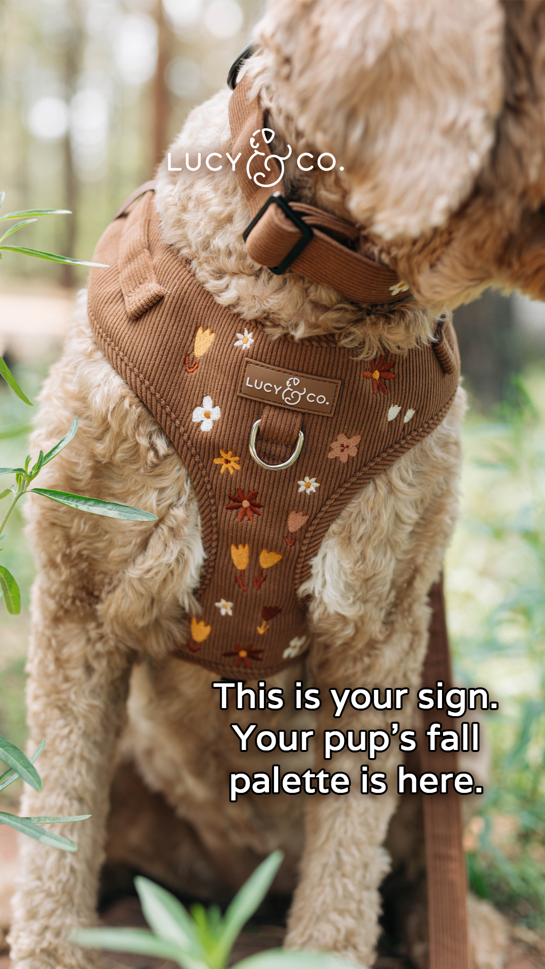 Lucy & Co. Facebook ad