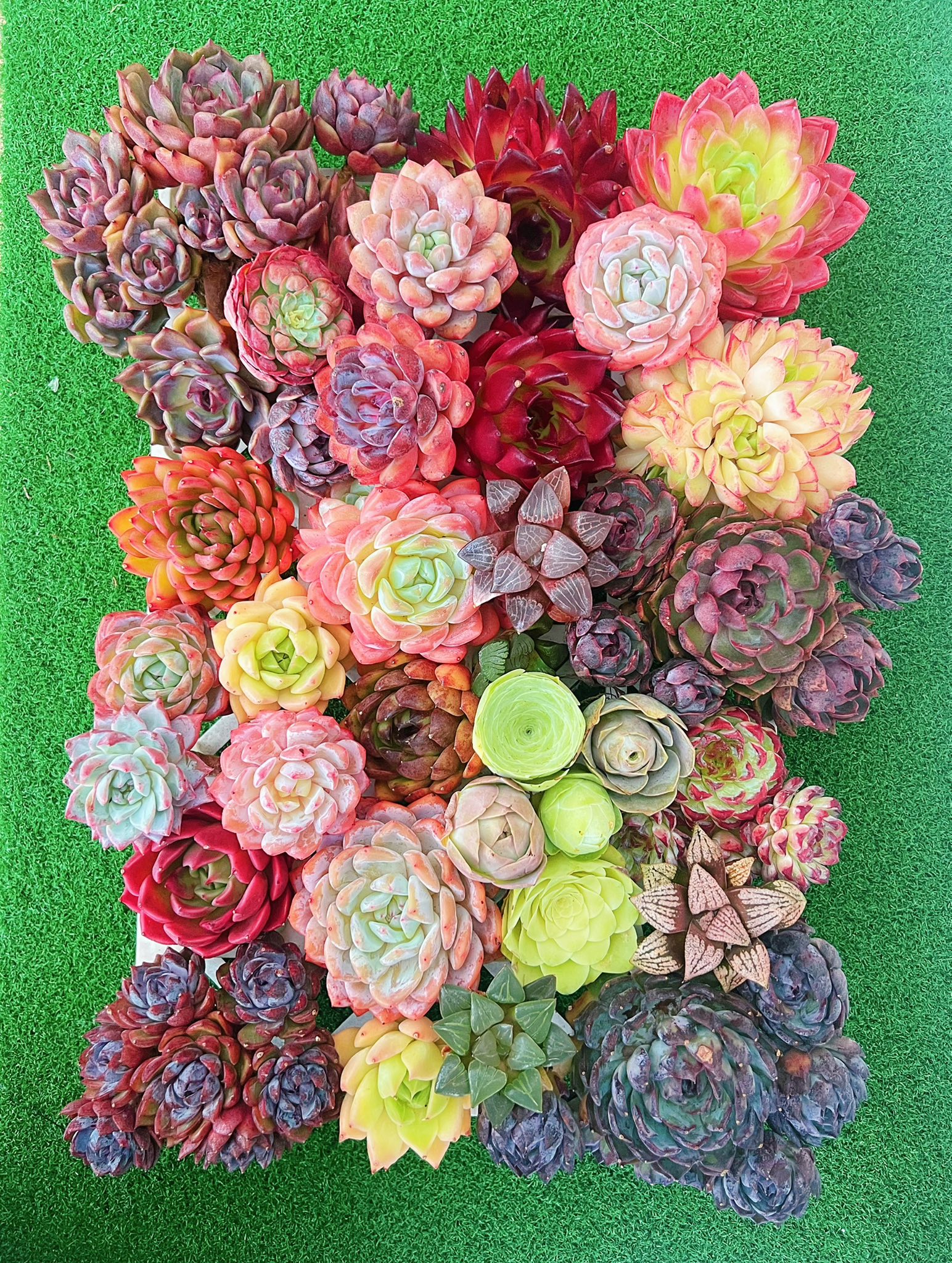 牵心多肉园 Cii Succulent Garden Facebook ad: 肉友们看过来!新鲜进口多肉到货啦