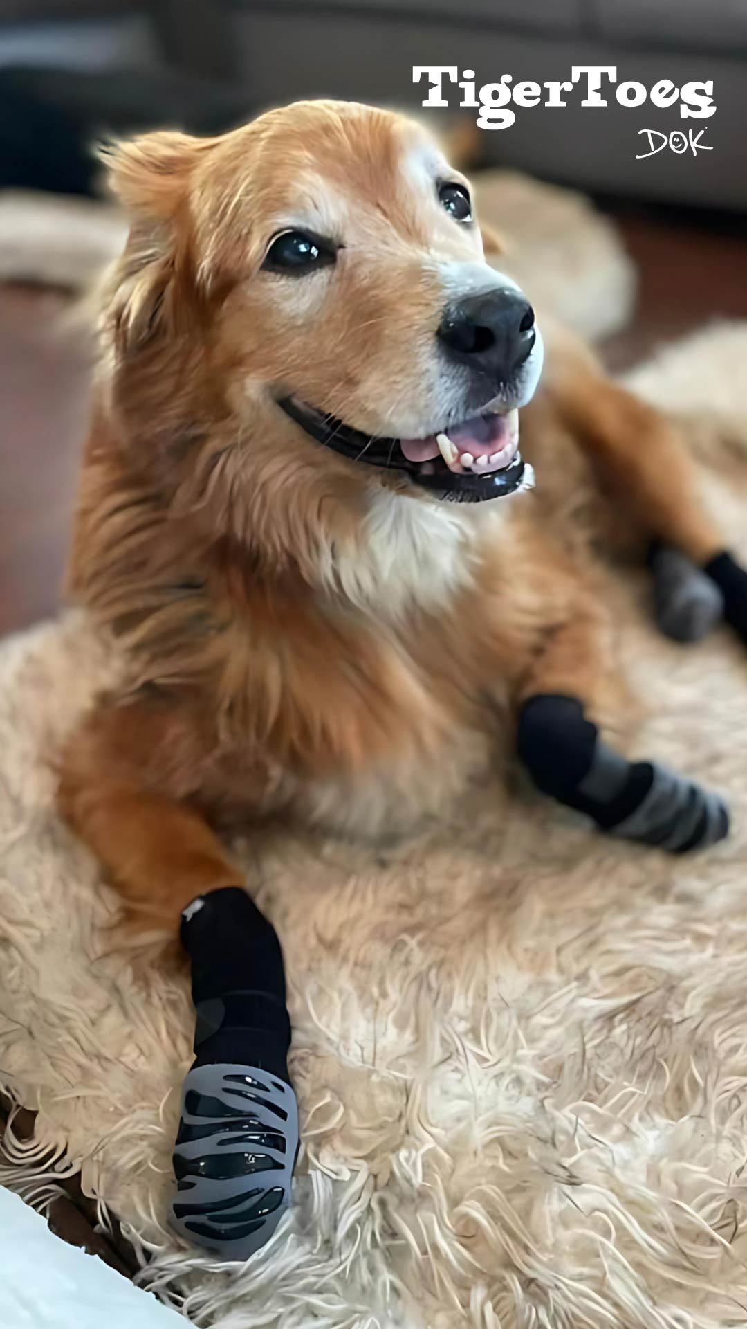 Petco Facebook ad