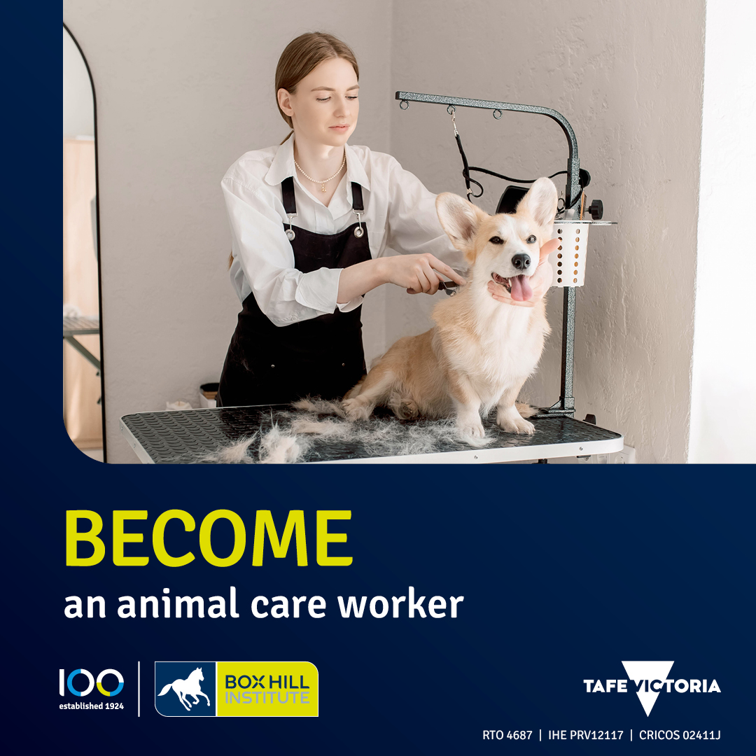 Box Hill Institute Facebook ad