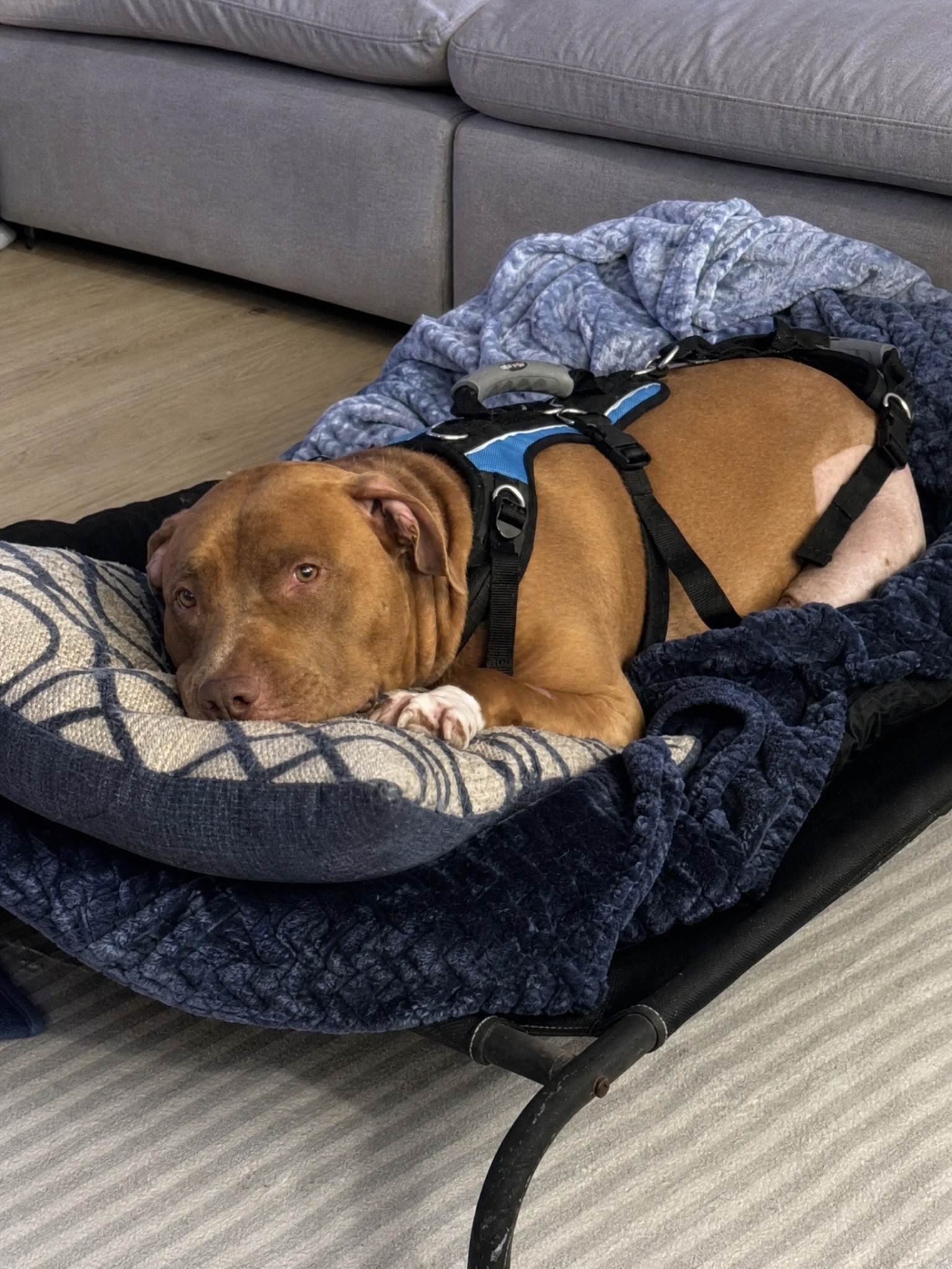 Carol Bennett Facebook ad: Why Your Dog’s TPLO Isn’t Healing.